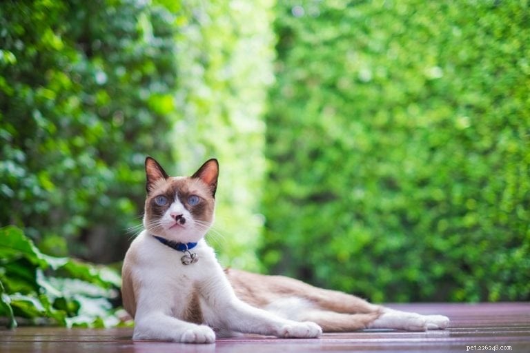 16 Stunning Colorpoint Cat Breeds: Photos & Descriptions