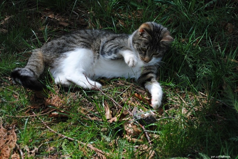 The Timeline of Cat Domestication: How and When Cats Became Pets