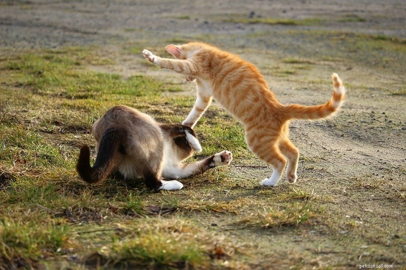 Can Cats Hold Grudges? Understanding Their Memory and Reactions
