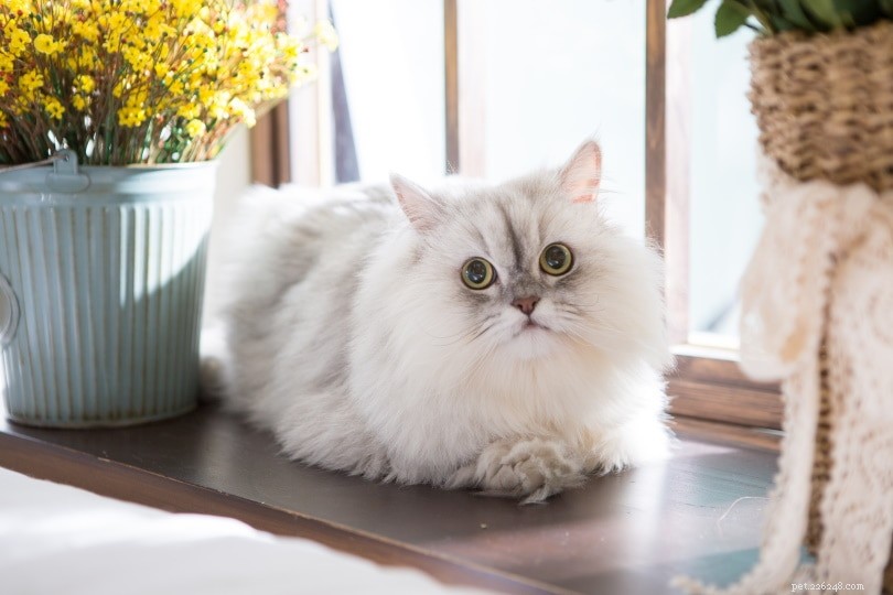 Can Cats Hold Grudges? Understanding Their Memory and Reactions