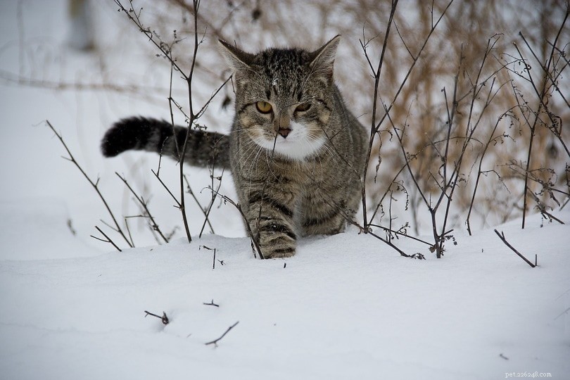 Cold Weather Cat Care: Keeping Indoor and Outdoor Cats Safe in Winter