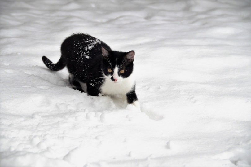 Cold Weather Cat Care: Keeping Indoor and Outdoor Cats Safe in Winter
