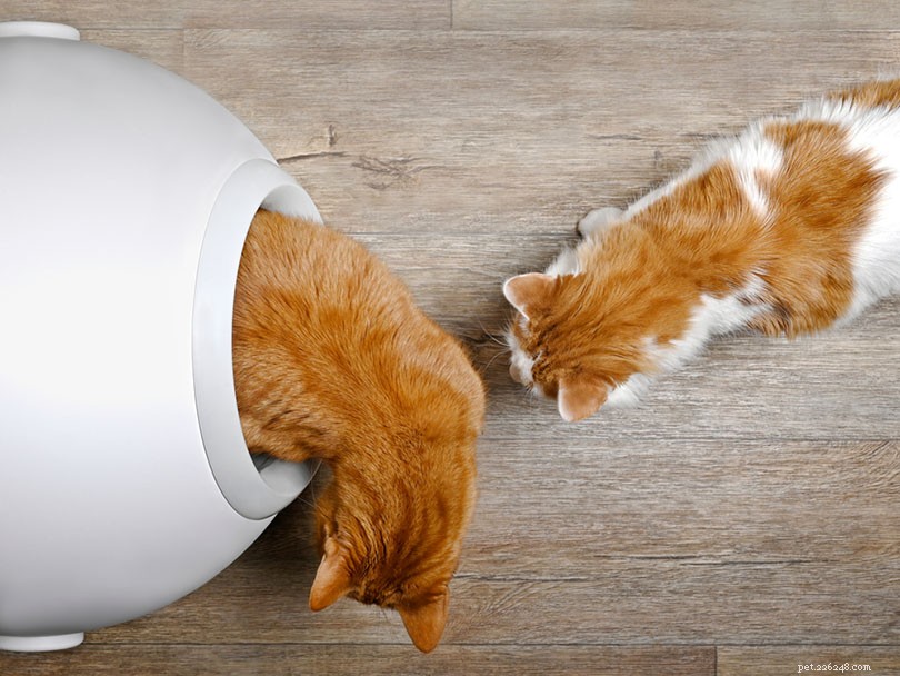 Do Two Cats Share a Litter Box? The Hygienic Answer and Practical Tips