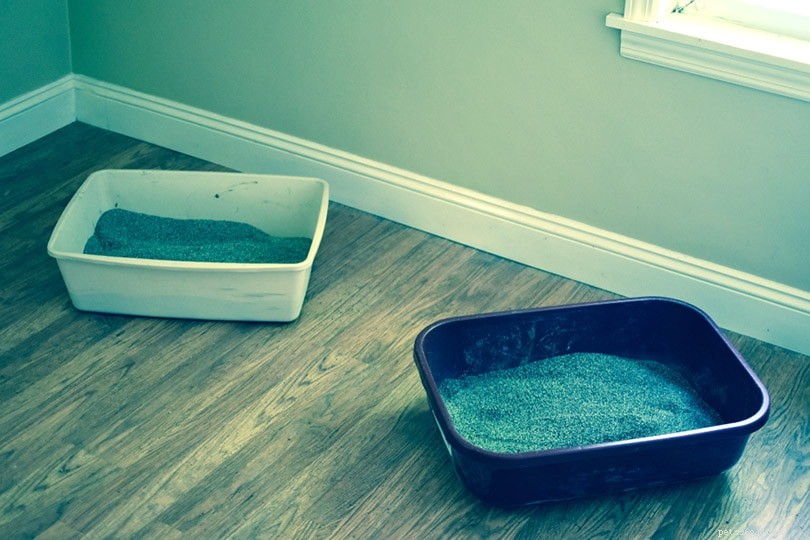 Do Two Cats Share a Litter Box? The Hygienic Answer and Practical Tips