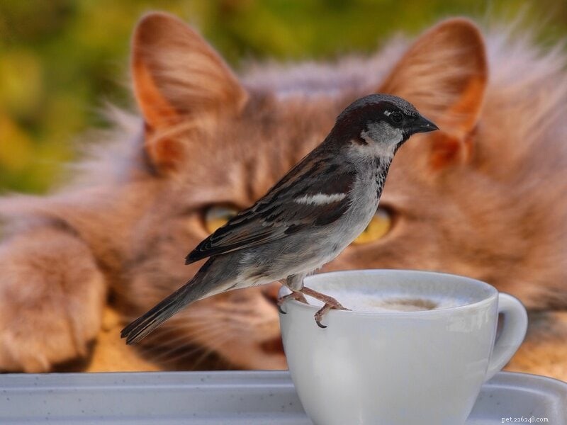 Prevent Your Cat From Hunting Birds – Humane, Proven Strategies
