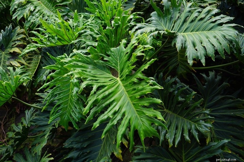 Are Philodendrons Toxic to Cats? Essential Safety Tips for Pet Owners