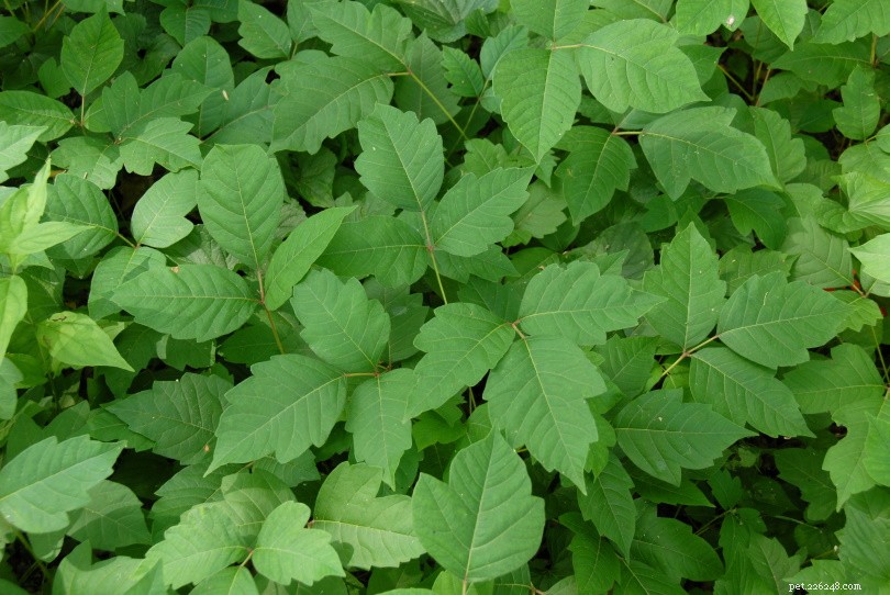 Are Philodendrons Toxic to Cats? Essential Safety Tips for Pet Owners