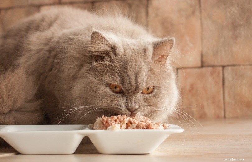 Choosing the Ideal Cat Food: A Complete Guide to Nutrition, Labels & Kibble Options
