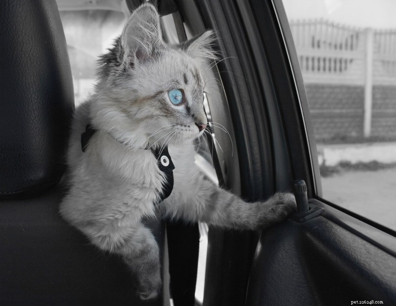 7 Key Reasons Cats Dislike Car Rides & How to Ease Their Travel Stress