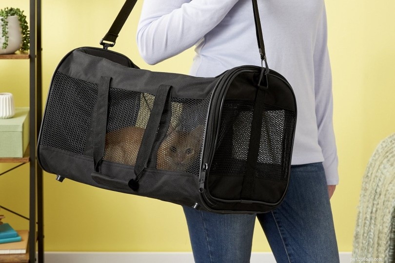 7 Key Reasons Cats Dislike Car Rides & How to Ease Their Travel Stress