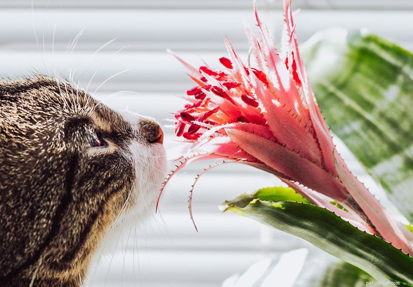 Bromeliads: Safe for Cats? Expert Guide for Pet Owners