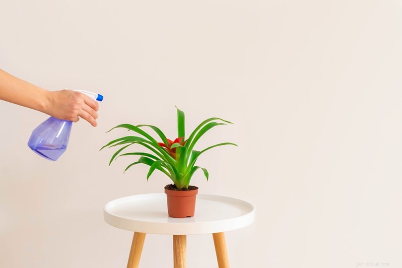 Bromeliads: Safe for Cats? Expert Guide for Pet Owners