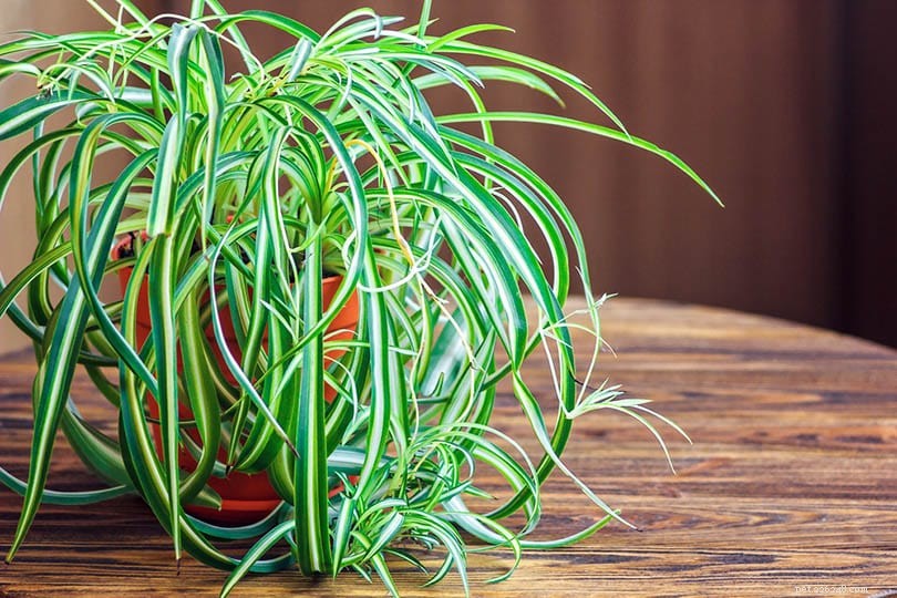 Bromeliads: Safe for Cats? Expert Guide for Pet Owners