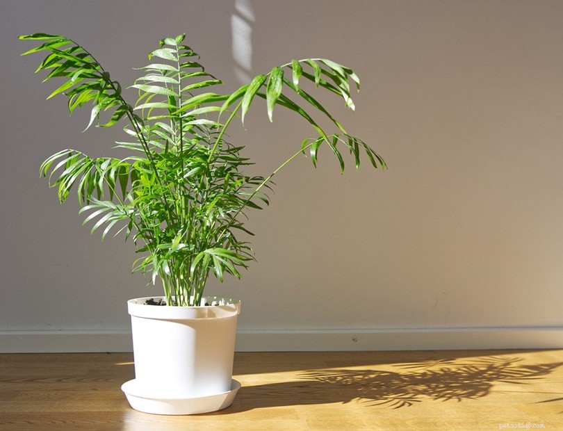 Bromeliads: Safe for Cats? Expert Guide for Pet Owners