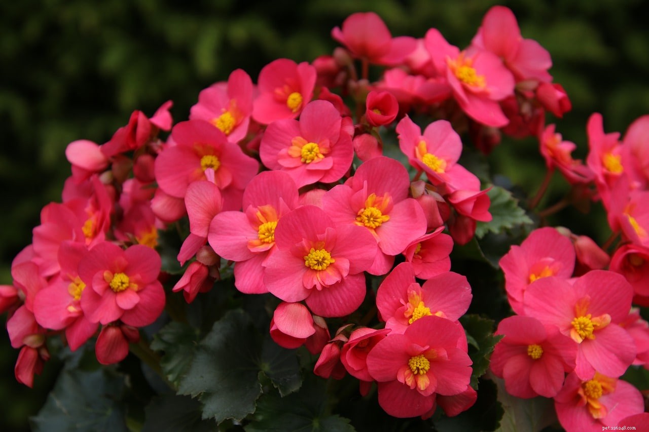 Begonias & Cats: Are They Poisonous? Key Facts Every Pet Owner Should Know