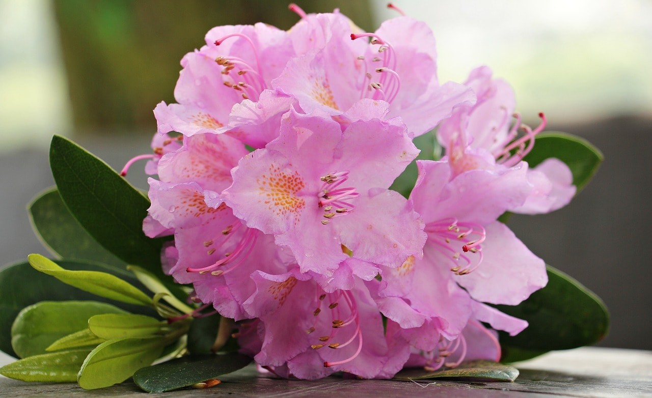 Begonias & Cats: Are They Poisonous? Key Facts Every Pet Owner Should Know