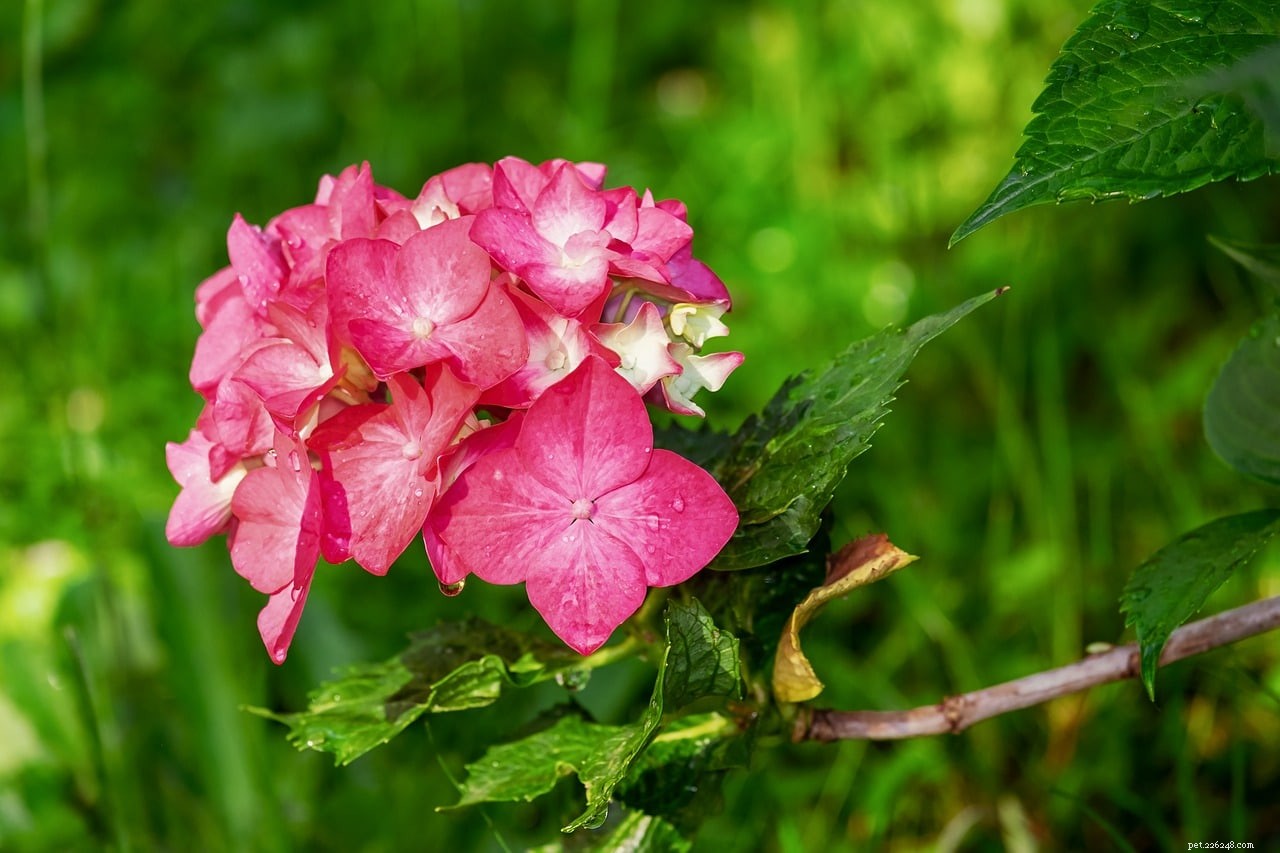 Begonias & Cats: Are They Poisonous? Key Facts Every Pet Owner Should Know