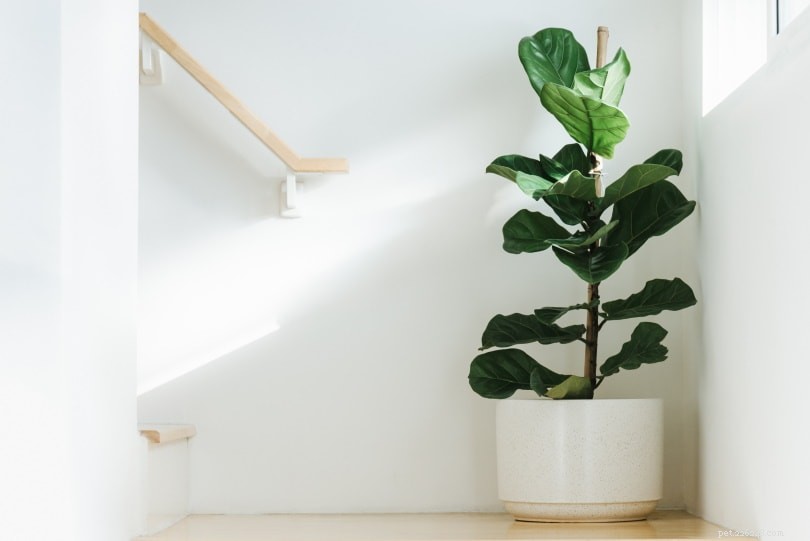 Fiddle Leaf Figs & Cats: Toxicity, Symptoms, and Safety Tips