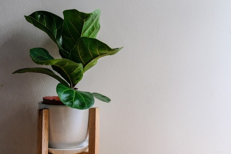 Fiddle Leaf Figs & Cats: Toxicity, Symptoms, and Safety Tips