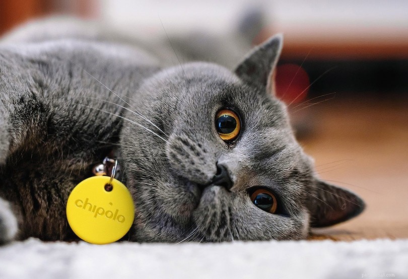 Top 8 GPS Cat Trackers of 2022: Reliable Collars & More