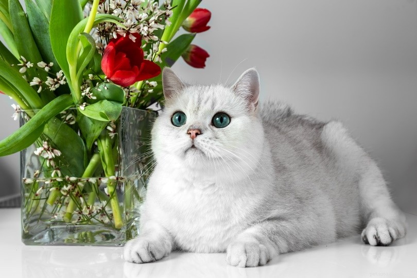 Do Cats Truly Smile? Expert Insights into Their Expressive Faces