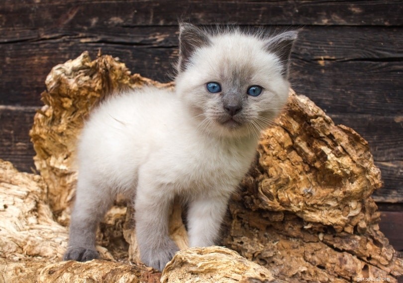 Do Cats Truly Smile? Expert Insights into Their Expressive Faces