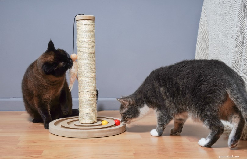 How Long Until Your Cats Become Friends: A Guide to Successful Cat Integration