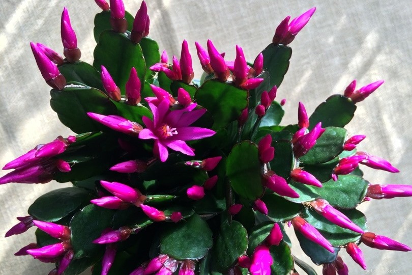 Is the Christmas Cactus Safe for Cats? Expert Safety Guide