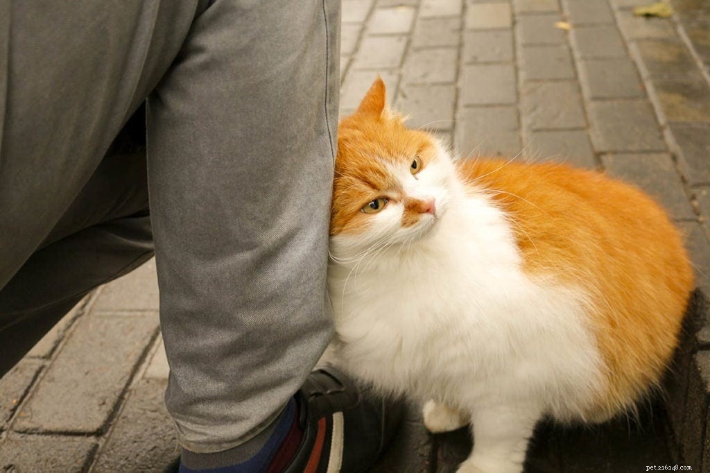 Do Cats Truly Miss Their Owners? 5 Clear Signs