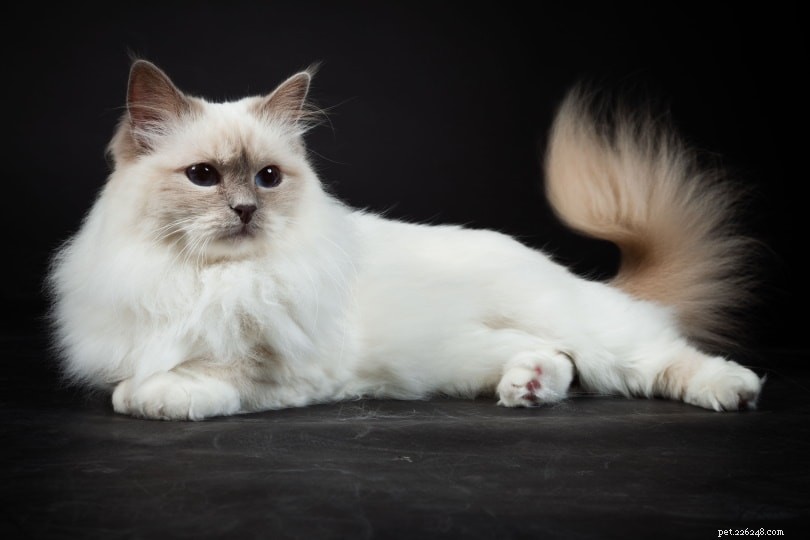 Do Cats Truly Miss Their Owners? 5 Clear Signs