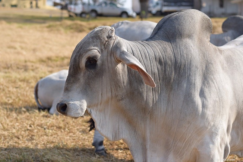 Top 10 Cattle Breeds in the United States – Comprehensive Guide with Images