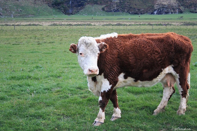 Top 10 Cattle Breeds in the United States – Comprehensive Guide with Images