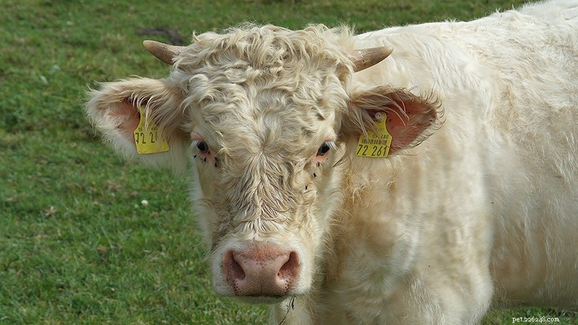 Top 10 Cattle Breeds in the United States – Comprehensive Guide with Images