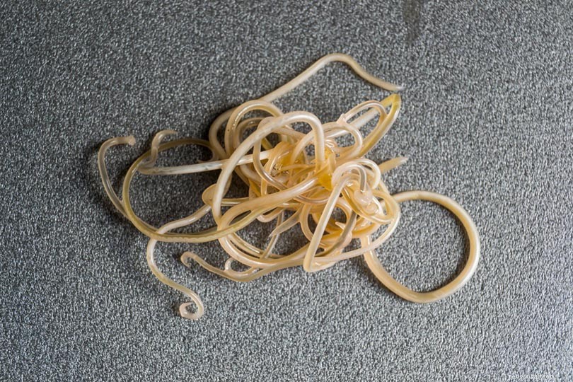 Indoor Cats and Parasites: How Your Feline Can Contract Worms & What to Do