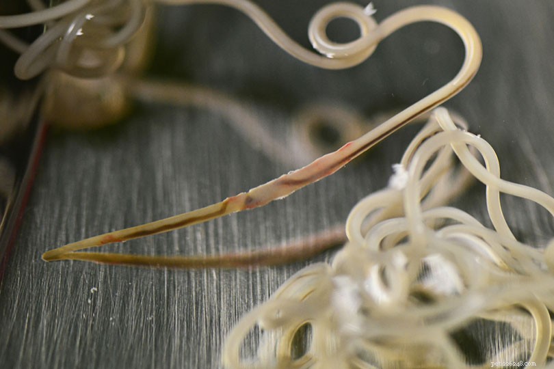 Indoor Cats and Parasites: How Your Feline Can Contract Worms & What to Do