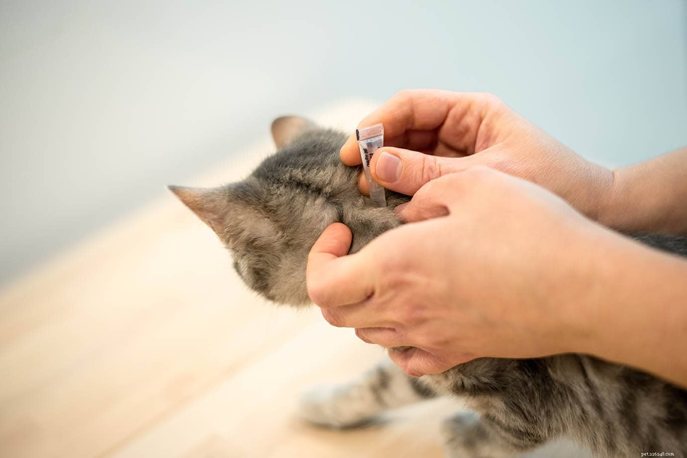 Indoor Cats and Parasites: How Your Feline Can Contract Worms & What to Do