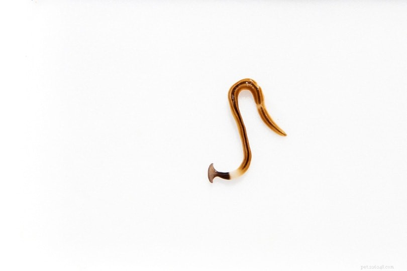 Indoor Cats and Parasites: How Your Feline Can Contract Worms & What to Do