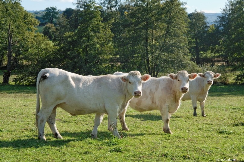 Charolais Cattle: France’s Iconic Large-Scale Beef and Draft Breed
