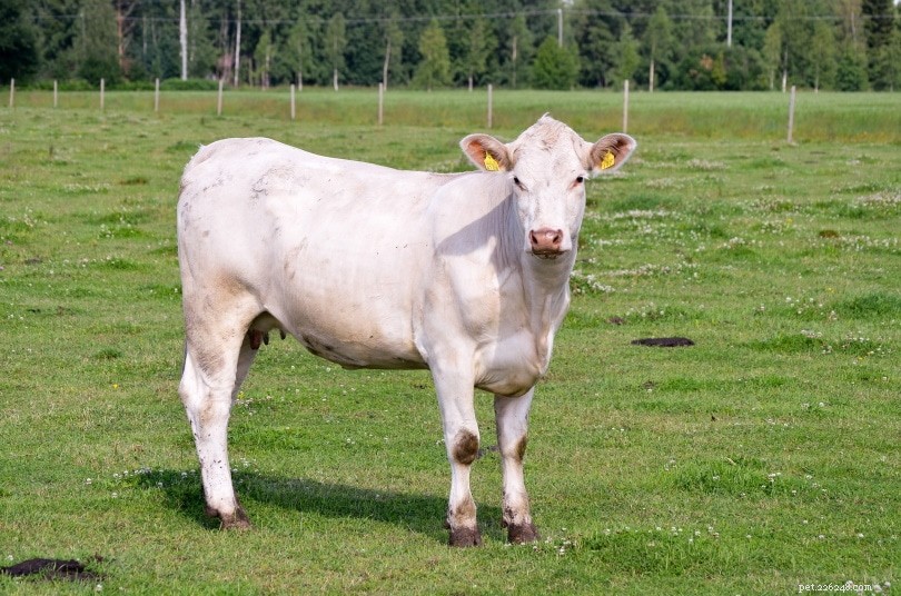 Charolais Cattle: France’s Iconic Large-Scale Beef and Draft Breed