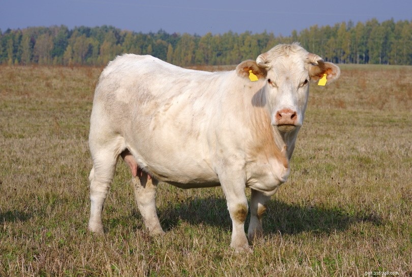 Charolais Cattle: France’s Iconic Large-Scale Beef and Draft Breed