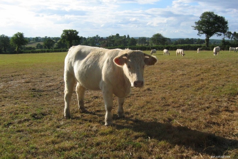 Charolais Cattle: France’s Iconic Large-Scale Beef and Draft Breed
