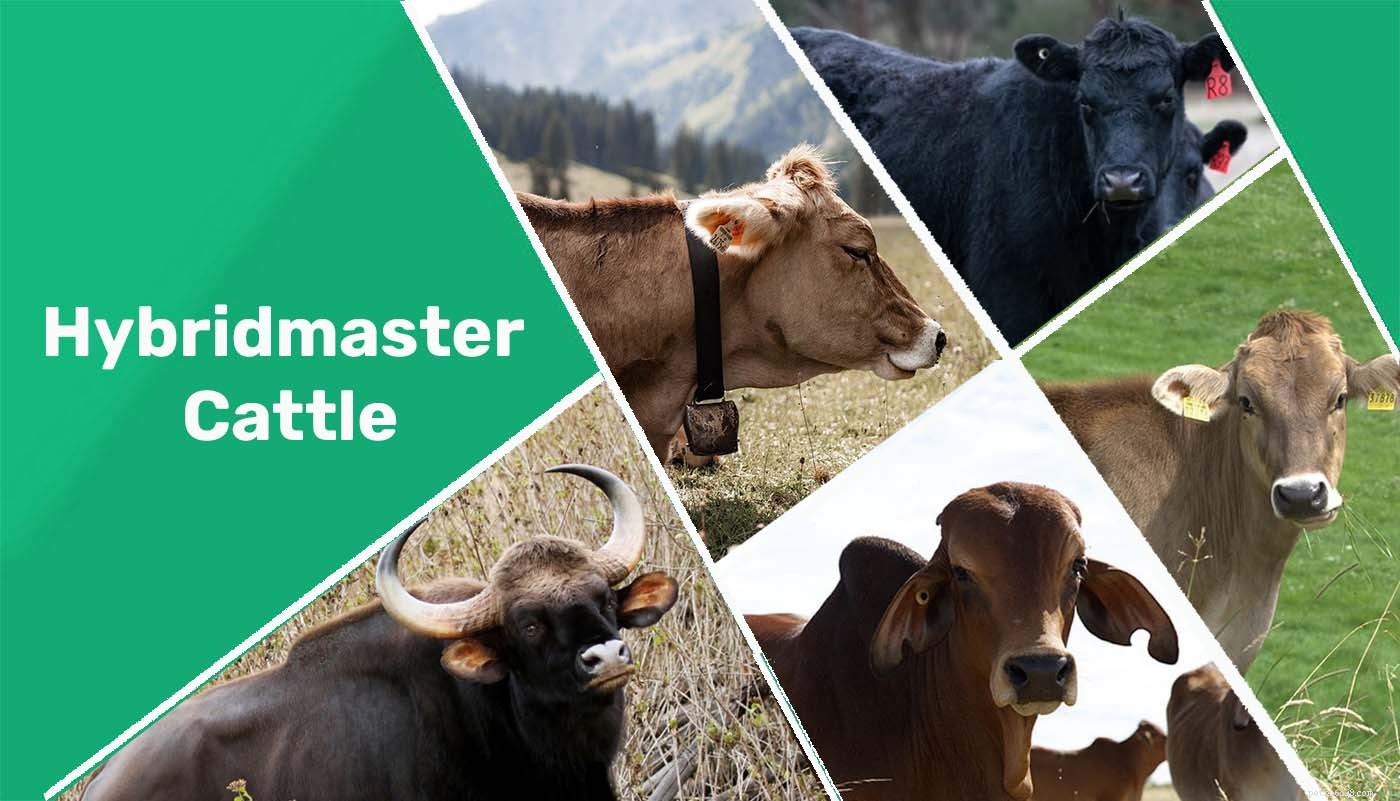 Hybridmaster Cattle: A Robust, Cost-Effective Breed for Tough Environments