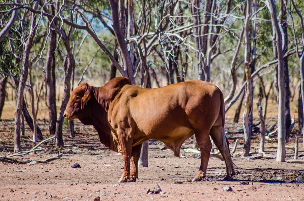 Top 8 Australian Cattle Breeds: Adapted for Performance and Resilience