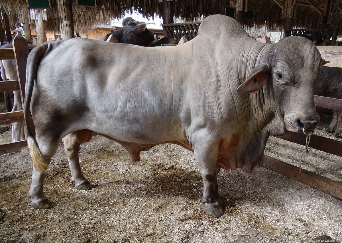 Top 8 Australian Cattle Breeds: Adapted for Performance and Resilience