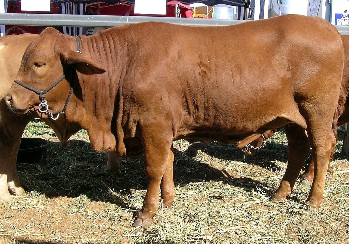 Top 8 Australian Cattle Breeds: Adapted for Performance and Resilience