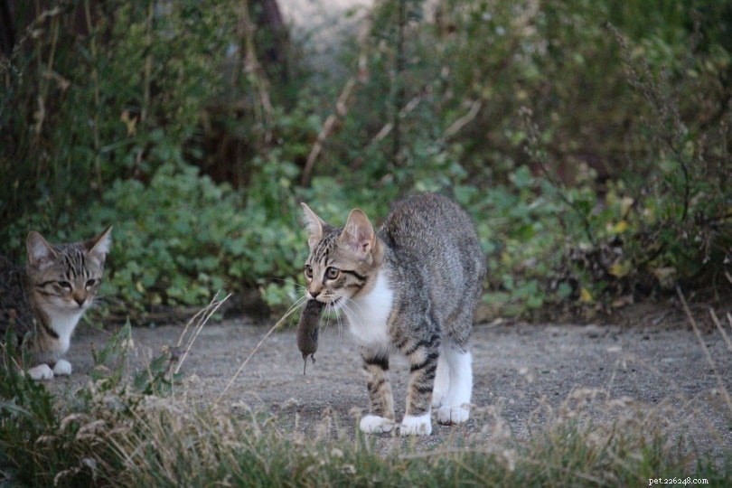 Do Cats Consume Mice? Expert Insights into Their Natural Hunting Habits