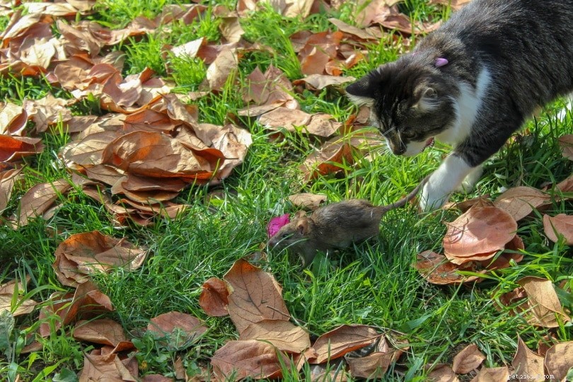 Do Cats Consume Mice? Expert Insights into Their Natural Hunting Habits
