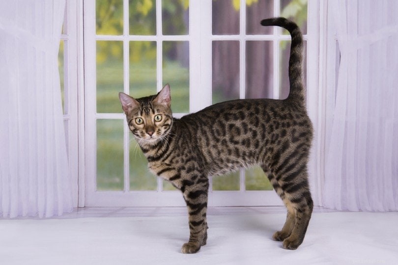 How Cats Control Their Tails: A Comprehensive Guide