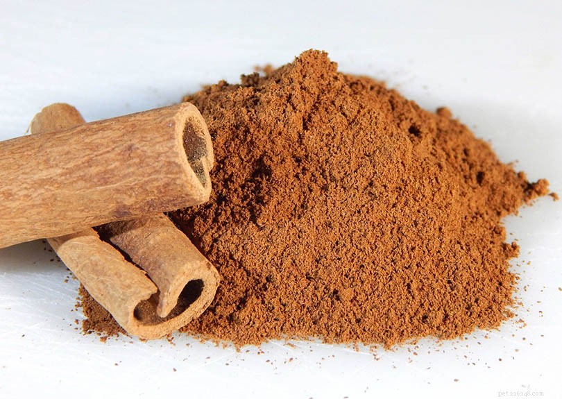 Do Cats Detect Spicy Foods? Insights and Tips for Cat Owners
