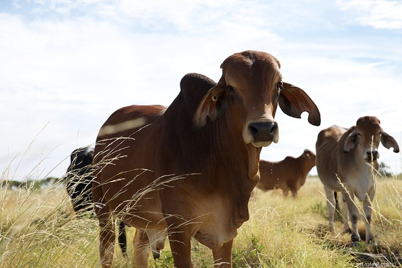 Brahman Cattle: The Hump‑Bearing Breed Revolutionizing U.S. Meat & Dairy